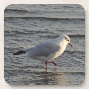 Cute Seagull Coaster