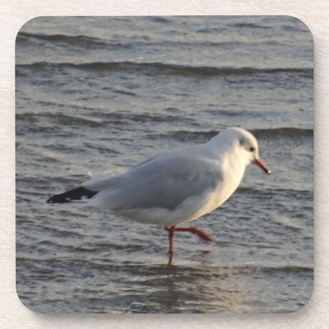 Cute Seagull Coaster (Front)