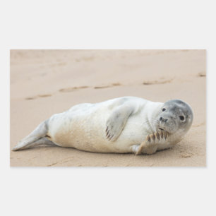 Cute Seal Posing on a Beach