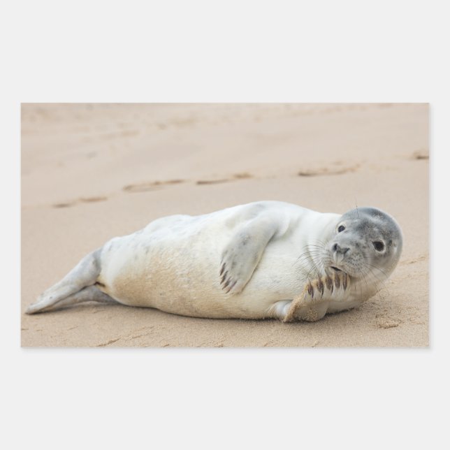 Cute Seal Posing on a Beach (Front)