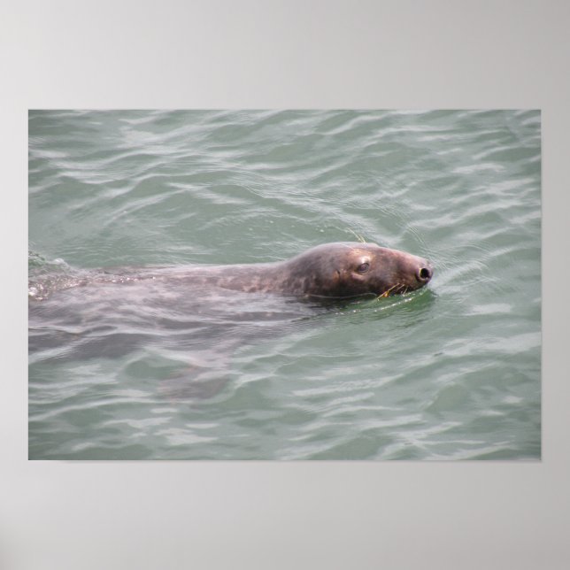 Cute Seal Swimming at the Fish Market Poster (Front)