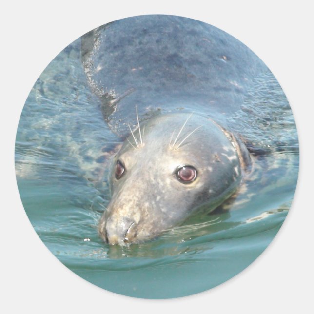 Cute Seal Swimming in Cape Cod Sticker (Front)