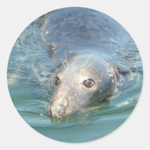 Cute Seal Swimming in Cape Cod Sticker