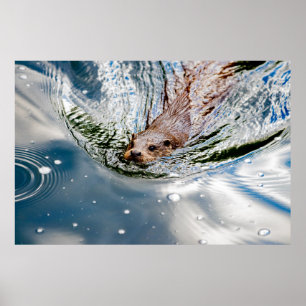 CUTE SEAL SWIMMING POSTER