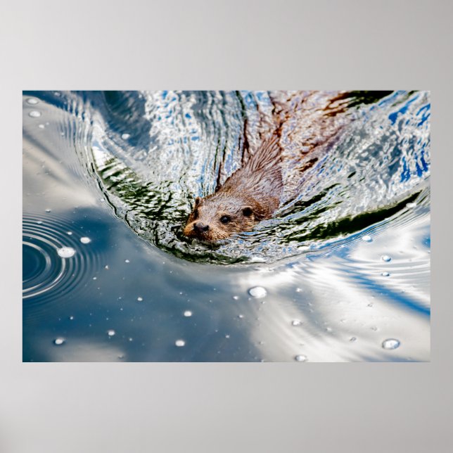 CUTE SEAL SWIMMING POSTER (Front)