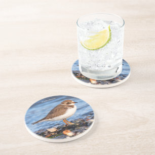 Cute Semipalmated Plover Shorebird on Winter Beach Coaster