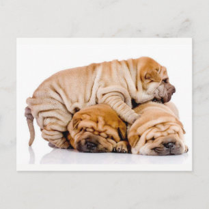 Cute Shar Pei Puppies Postcard