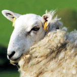 CUTE SHEEP<br><div class="desc">A photographic design of a cute sheep.</div>