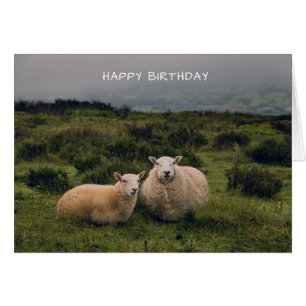 Cute Sheep Birthday Card