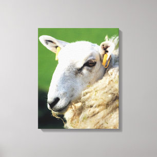 CUTE SHEEP CANVAS PRINT
