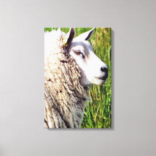 CUTE SHEEP CANVAS PRINT