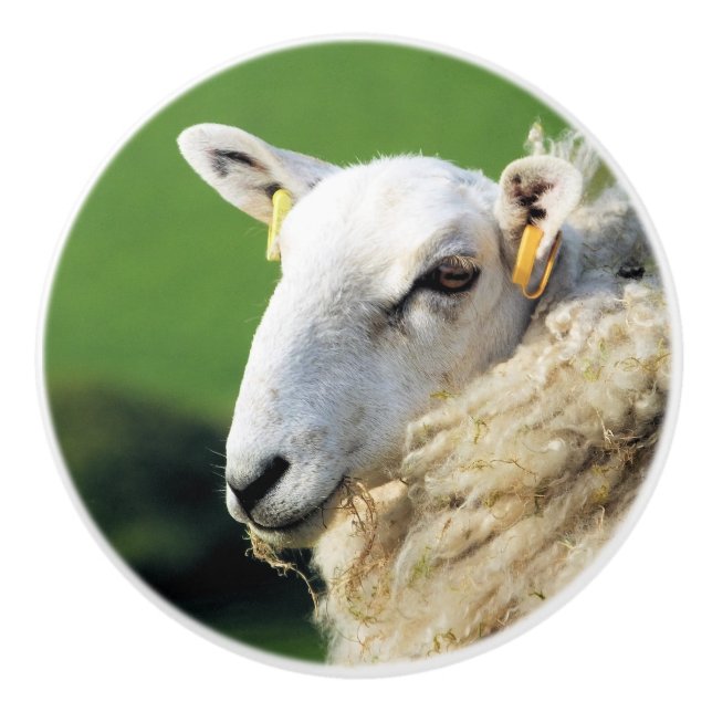 CUTE SHEEP CERAMIC KNOB (Front)