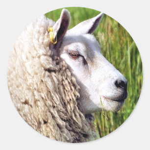 CUTE SHEEP CLASSIC ROUND STICKER