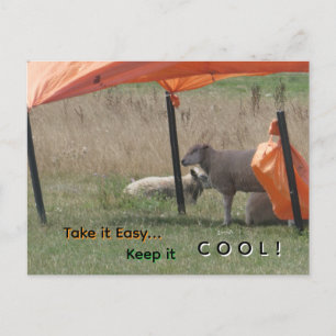 Cute Sheep Cust. Keep it Cool Postcard