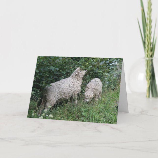 Cute Sheep Eating Leaves Greeting Card (Front)