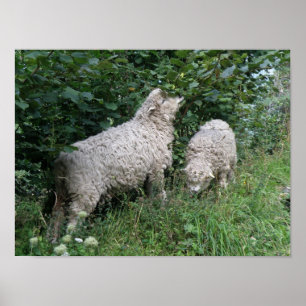 Cute Sheep Eating Leaves Poster