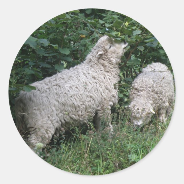 Cute Sheep Eating Leaves Stickers (Front)
