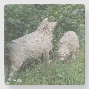 Cute Sheep Eating Leaves Stone Coaster