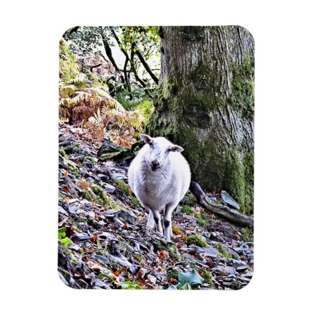 CUTE SHEEP MAGNET (Vertical)