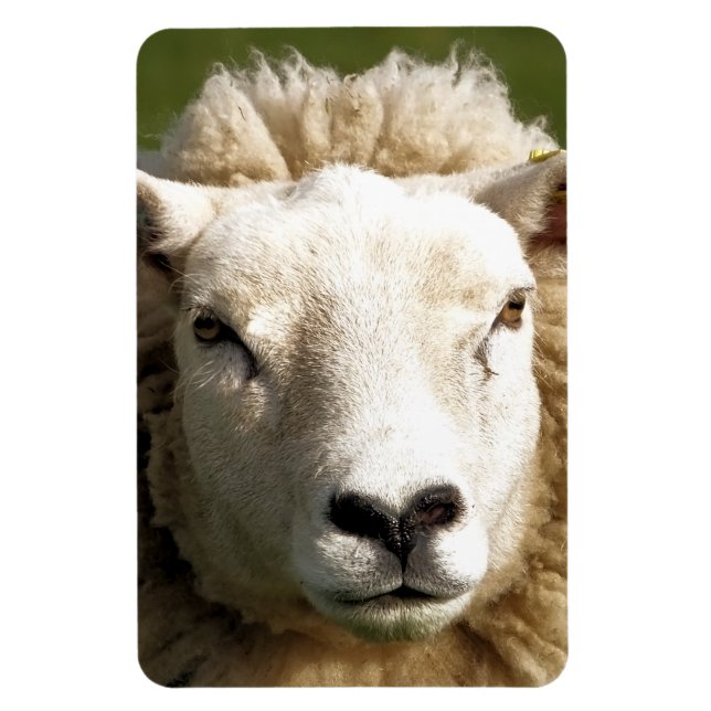 CUTE SHEEP MAGNET (Vertical)