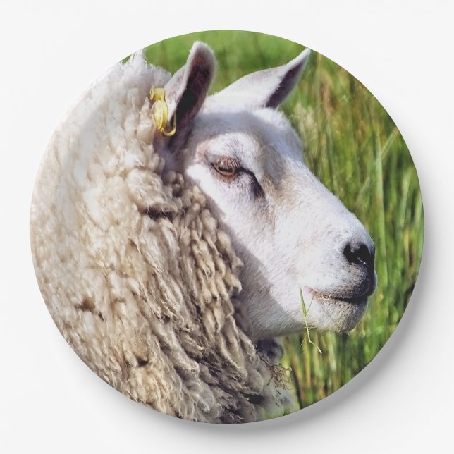 CUTE SHEEP PAPER PLATE (Front)