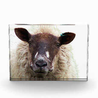 CUTE SHEEP PHOTO BLOCK