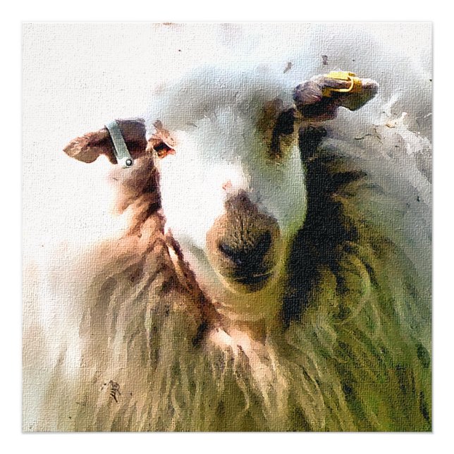 CUTE SHEEP PHOTO PRINT (Front)