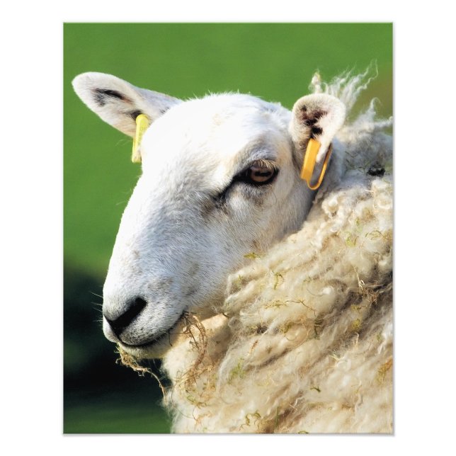 CUTE SHEEP PHOTO PRINT (Front)