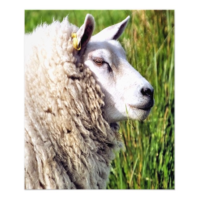 CUTE SHEEP PHOTO PRINT (Front)