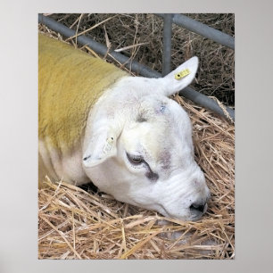 CUTE SHEEP POSTER
