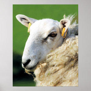 CUTE SHEEP POSTER