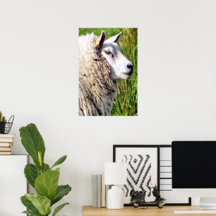 CUTE SHEEP POSTER