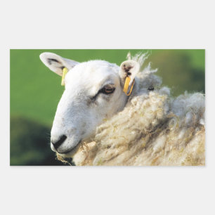 CUTE SHEEP RECTANGULAR STICKER