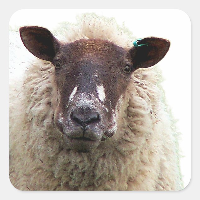 CUTE SHEEP SQUARE STICKER (Front)