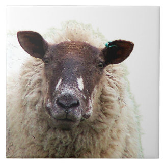 CUTE SHEEP TILE
