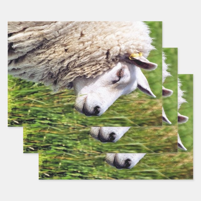 CUTE SHEEP WRAPPING PAPER SHEET (Set)