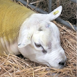 CUTE SHEEP WRAPPING PAPER SHEET