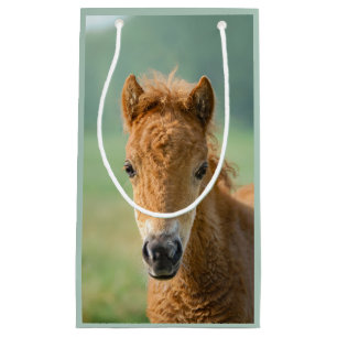 Cute Shetland Pony Foal Horse Head Frontal Photo - Small Gift Bag