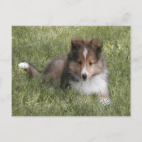 Cute Shetland Sheepdog puppy lying in grass