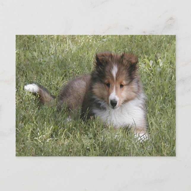 Cute Shetland Sheepdog puppy lying in grass Postcard (Front)