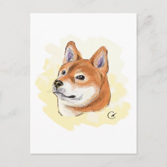 Cute Shiba Inu Dog Drawing Postcard Zazzle Co Uk