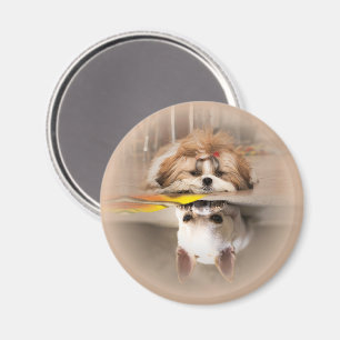 Cute shih tzu and chihuahua magnet