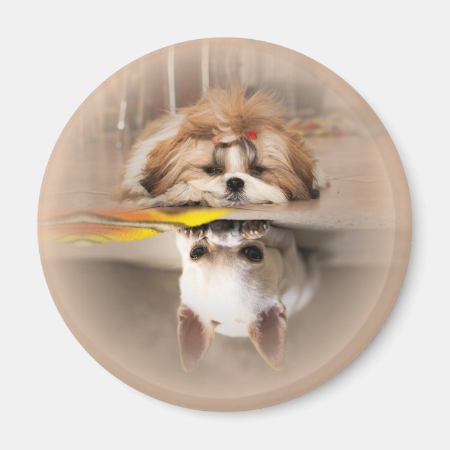 Cute shih tzu and chihuahua magnet (Front)