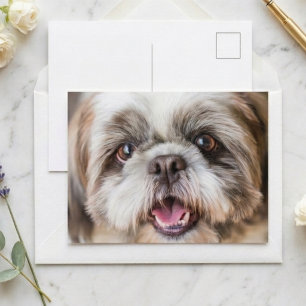 Cute Shih Tzu Dog Photo Close Up Portrait Postcard