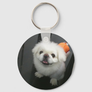Cute shih tzu looking at the camera key ring