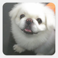 Cute shih tzu looking at the camera