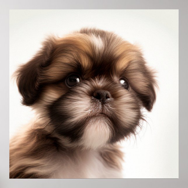 Cute Shih Tzu Puppy Dog Portrait Poster (Front)