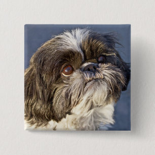 Cute Shih Tzu Puppy Pin
