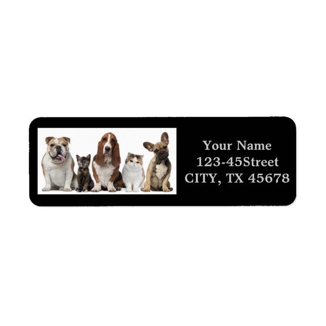 cute short hair cat friends basset hound bull dog (Front)