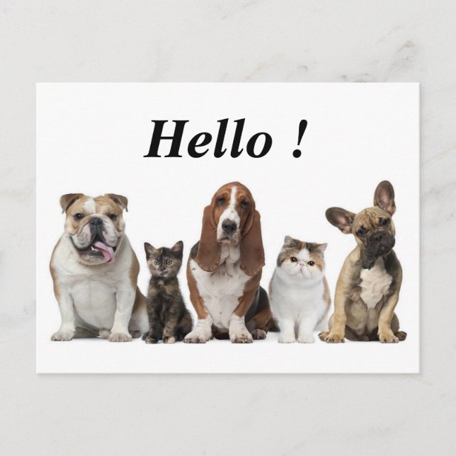 cute short hair cat friends basset hound bull dog postcard (Front)